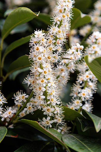istock cherry laurel blossom tree flowers in the city 2212873482