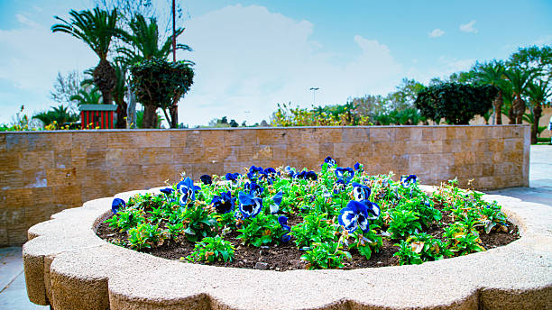 Circular flowerbed with purple pansies in Fez, surrounded by palm trees and walls, under a bright blue sky.