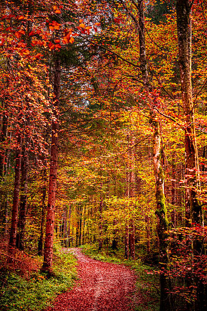 istock Gesause National Park, Austria 2212876856