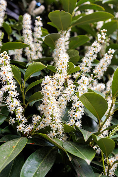 istock cherry laurel blossom tree flowers in the city 2212877187