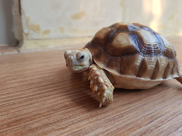 istock baby sulcata tortoise playing on the terrace 2212879046