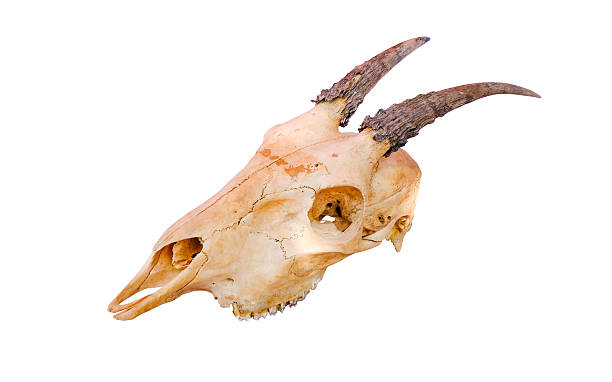 istock Goat skull with curved horns isolated on white background with clipping path. High resolution image ideal for educational, archaeological, or artistic use 2212881889