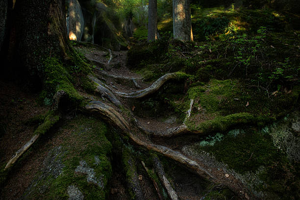 Dark ancient forest with massive twisted tree roots crawling over the ground. Mysterious and dramatic atmosphere, perfect for fantasy, mystical, or adventure concepts.
