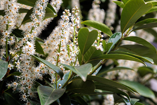 istock cherry laurel blossom tree flowers in the city 2212882380