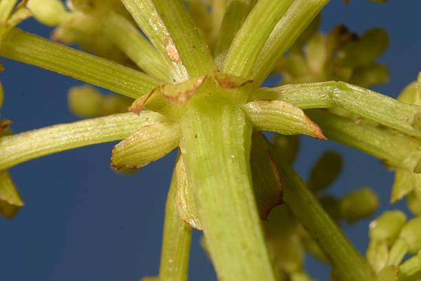 istock Crithmum maritimum flower 2212884558