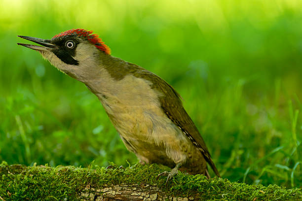 female green woodpecker (Picus viridis)