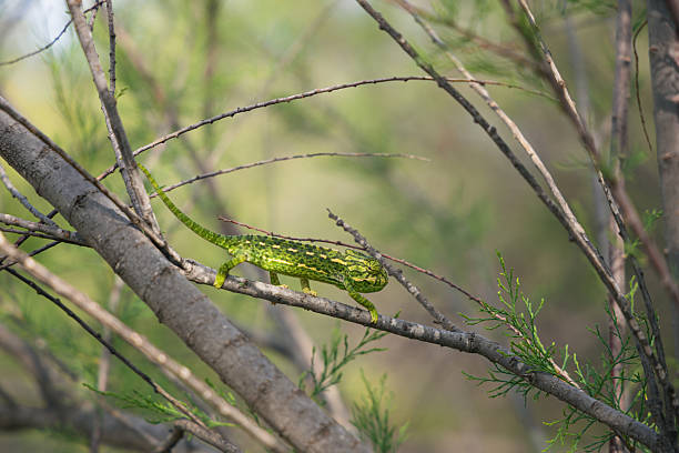 istock Common chameleon walking across tree branches in natural habitat, displaying vivid green and yellow camouflage, photographed outdoors in springtime in Almería, Spain 2212885528