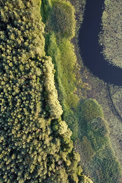 istock wild overgrown lake or river, aerial drone view 2212885580