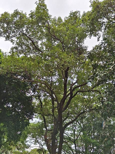 istock Tall Tree with Green Leaves in a Vibrant Outdoor Setting 2212885978