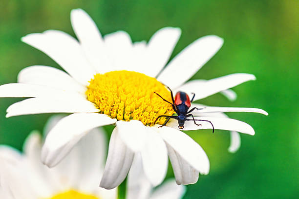 Ox-eye daisy flower with a Longhorn beetle