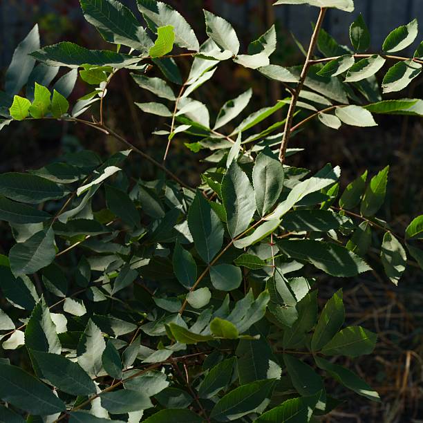 istock Close-up shot of leaves on young pecan tree. 2212887413