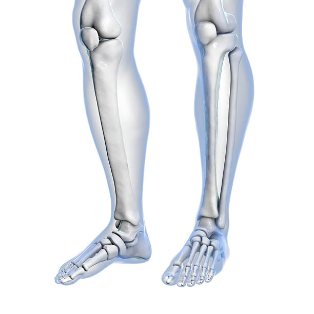 Knee and foot anatomy, computer illustration.