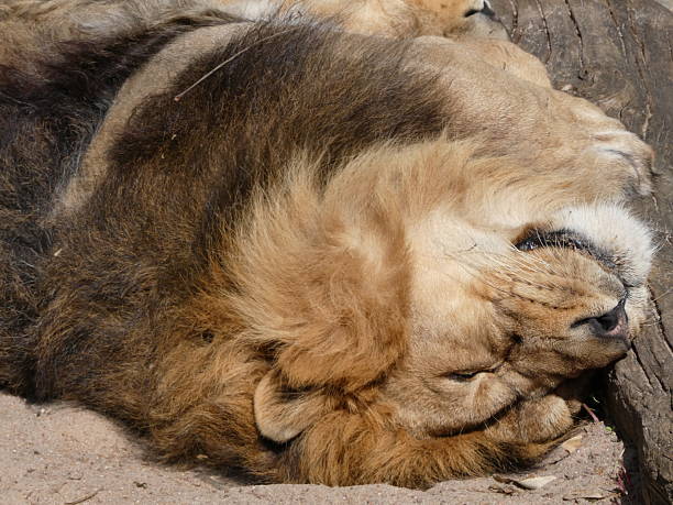istock African animal relaxing in its enclosure 2212889458