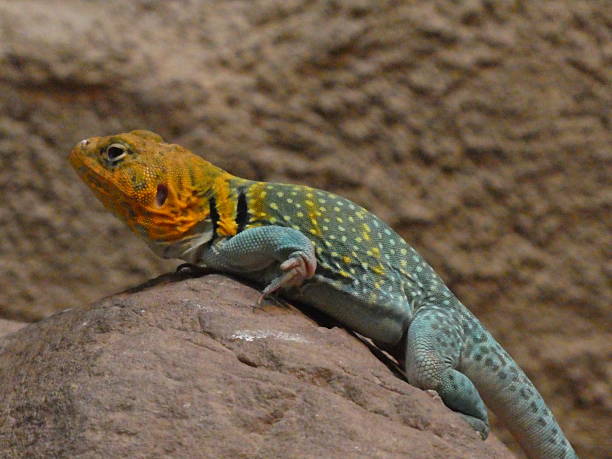 istock Animal relxing in its enclosure 2212889519