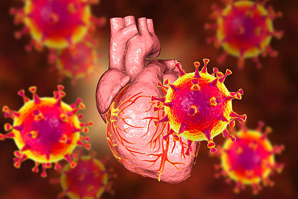 istock COVID-19 viruses affecting the heart, artwork 2212890056