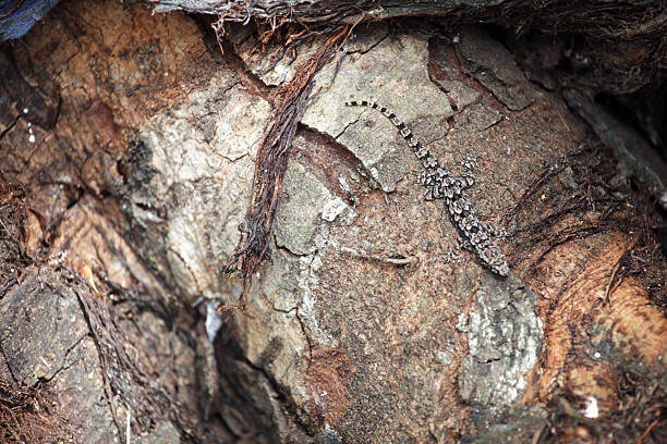 A camouflaged lizard rests on tree bark, blending seamlessly into its surroundings. This serene moment captures the essence of wildlife in a natural habitat.