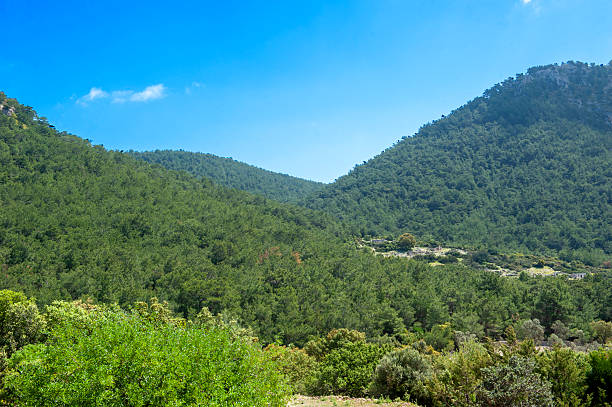 Old settlement in the forest
