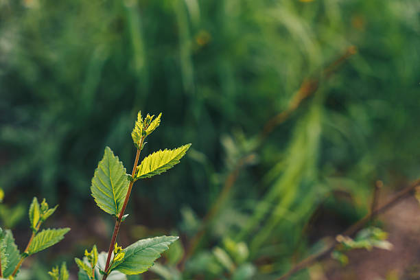 Young sprouts of field plants opposite blotted grass.