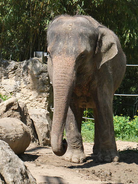 istock African animal relaxing in its enclosure 2212894090