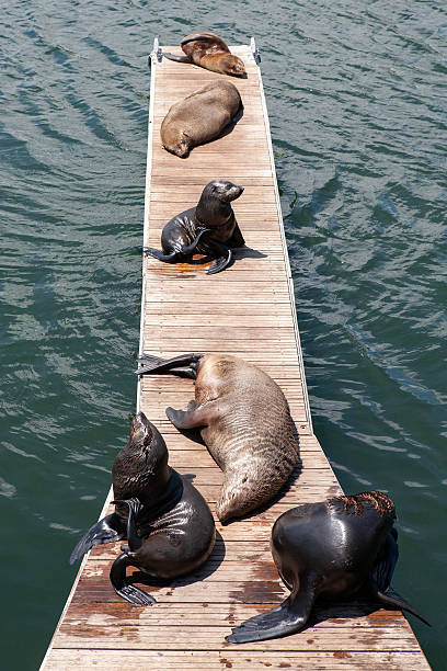 istock Vancouver Island Wildlife in Canada 2212894435
