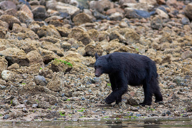 istock Vancouver Island Wildlife in Canada 2212894477
