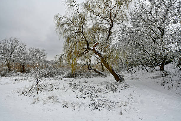 Winter background with plants