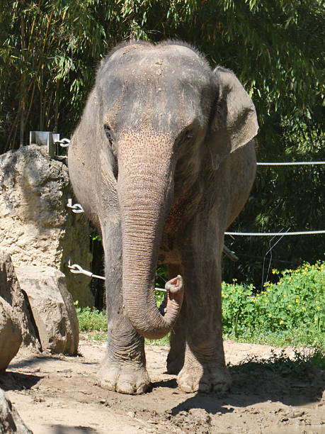 istock African animal relaxing in its enclosure 2212896213