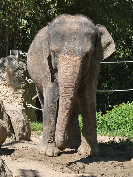istock African animal relaxing in its enclosure 2212896727