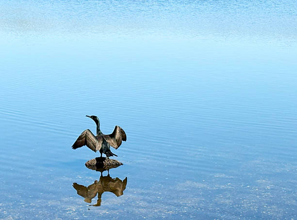 istock Bird Drying Wings Over Calm Lake at Noon in Serene Natural Setting 2212897059