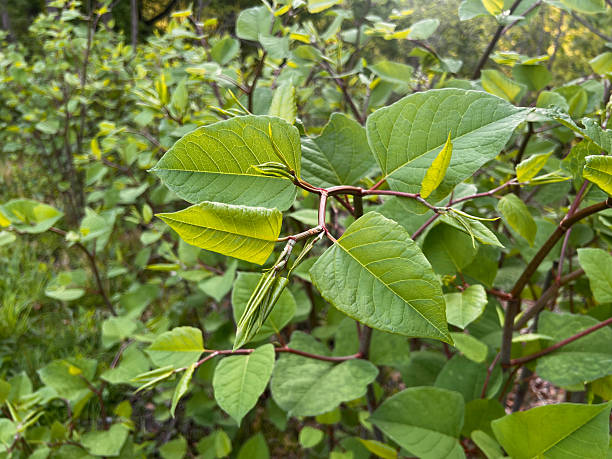 Japanese Knotwood in Spring before flowering.   Japanese Knotwood is extremely invasive and very difficult to eradicate.