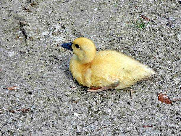 Profile - Ducklings that are all yellow with a pink beak will likely grow up to be all white, while those with any black on their beak will likely have darker colors mixed in with the white. The yellow color comes from the yolk and doesn't determine the mature feather color.
