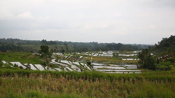 istock Jatiluwih rice terraces 2212897745