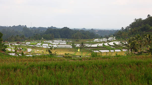 Jatiluwih rice terraces