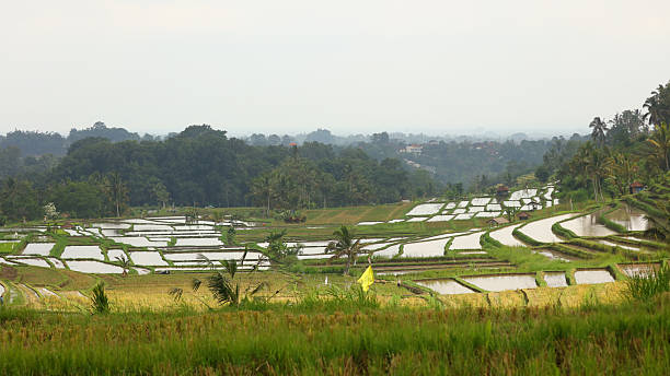 istock Jatiluwih rice terraces 2212897827