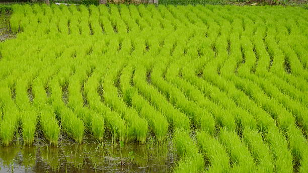 Jatiluwih rice terraces