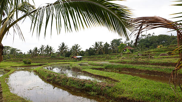 istock Jatiluwih rice terraces 2212900719