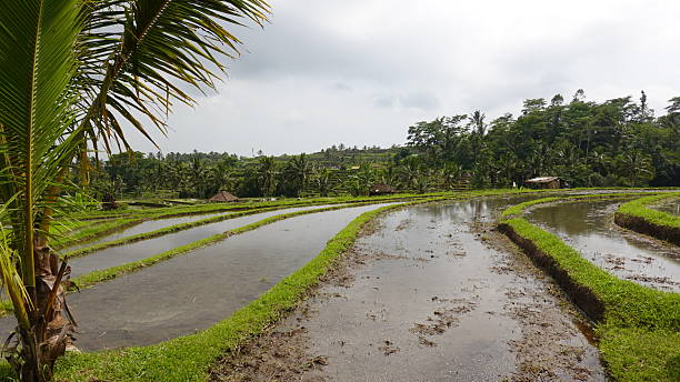 istock Jatiluwih rice terraces 2212901618