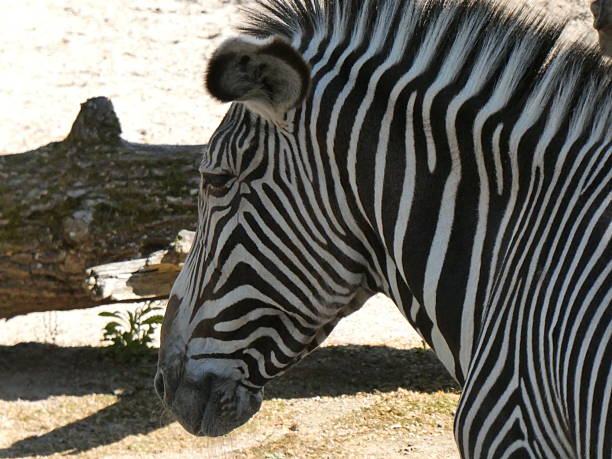istock African zoo animals 2212902618