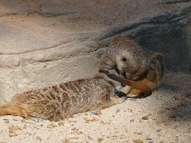 Meerkats