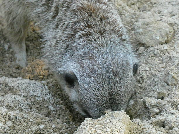 istock Meerkat in his sandy habitat 2212903468