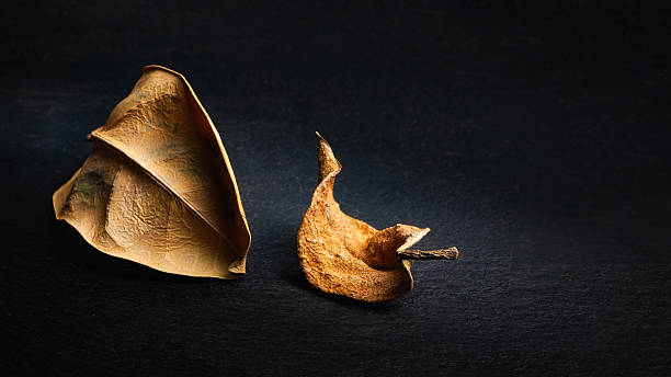 istock Dried leaves. Two dry leaves on a black background with copy space. Selective focus. Shallow depth of field. Heavily textured image 2212905802