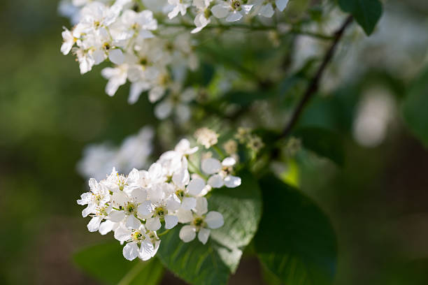 istock Flowering Prunus padus (bird cherry) closeup selective focus 2212906281