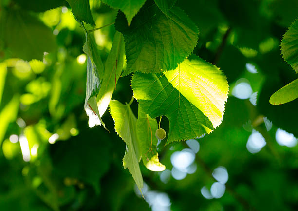 Linden branches and leaves in the summer sun