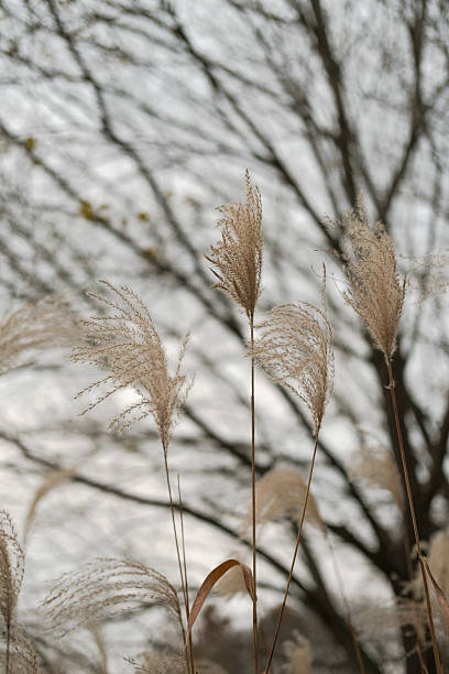 istock Pampas Grass in a Serene Landscape 2212907943
