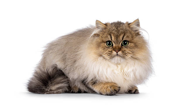 istock British Golden Longhair cat on white background 2212909108