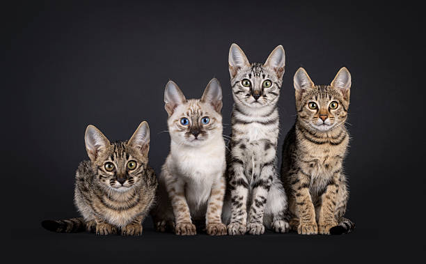 istock Savannah cat kittens on black background 2212909200