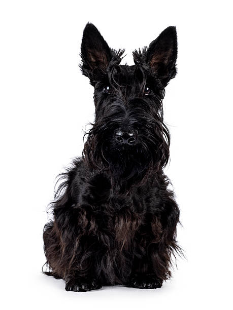 istock Scottish Terrier dog on white background 2212909635
