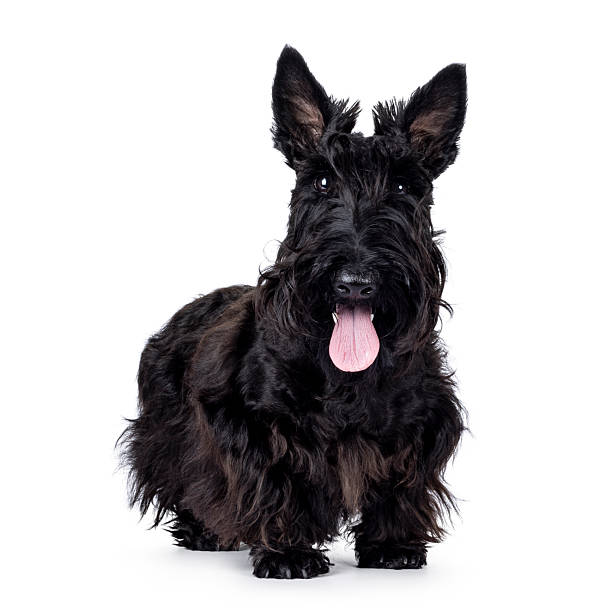 istock Scottish Terrier dog on white background 2212909699