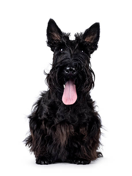 istock Scottish Terrier dog on white background 2212909707