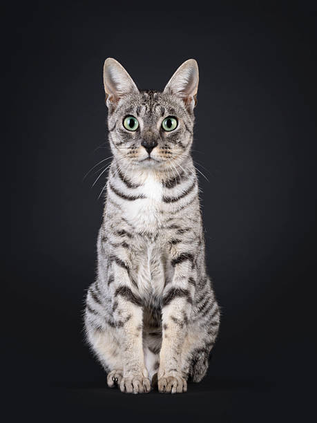 istock F7 Savannah cat on black background 2212909973